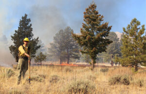 Wildfire mitigation Envision Colorado